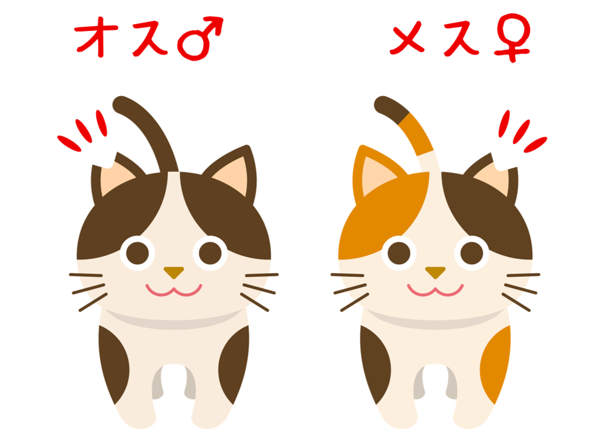 TNR保護猫活動子ねこ　保護猫　福岡　福岡市保護猫　福岡市保護猫譲渡　保護猫里親募集福岡市　猫捕獲福岡市　保護猫預かりボランティア福岡市